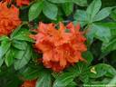 16Rhododendron200509.JPG