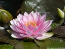 16Seerose260808.JPG