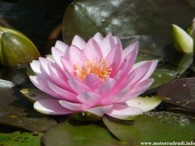 16Seerose260808.JPG