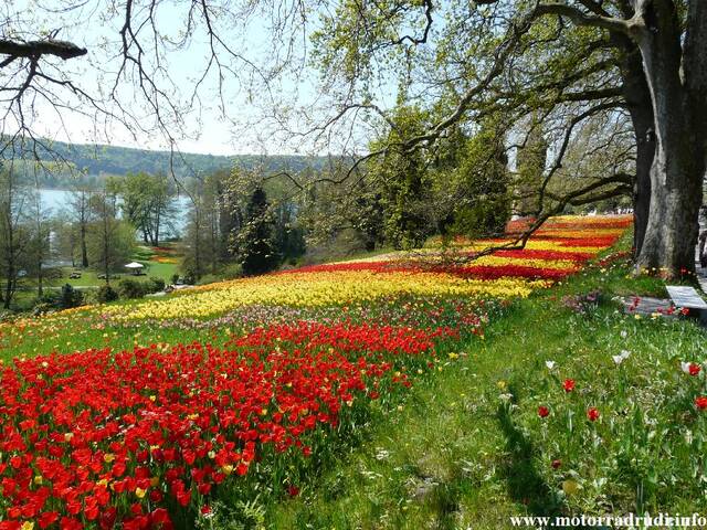 16Tulpen240409.JPG