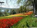 16Tulpen240409.JPG