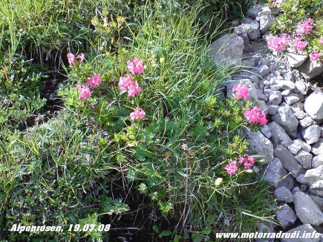 17Alpenrosen190708.JPG