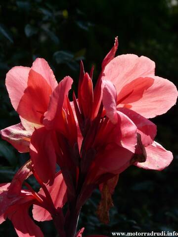 17Blumenrohr260808.JPG