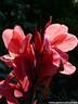 17Blumenrohr260808.JPG