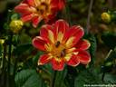 17Dahlien260808.JPG