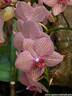 17Orchidee060409.JPG