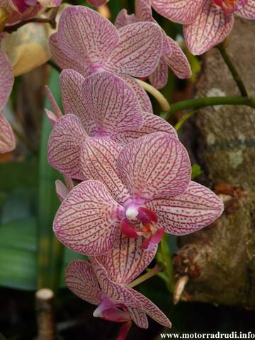 17Orchidee060409.JPG