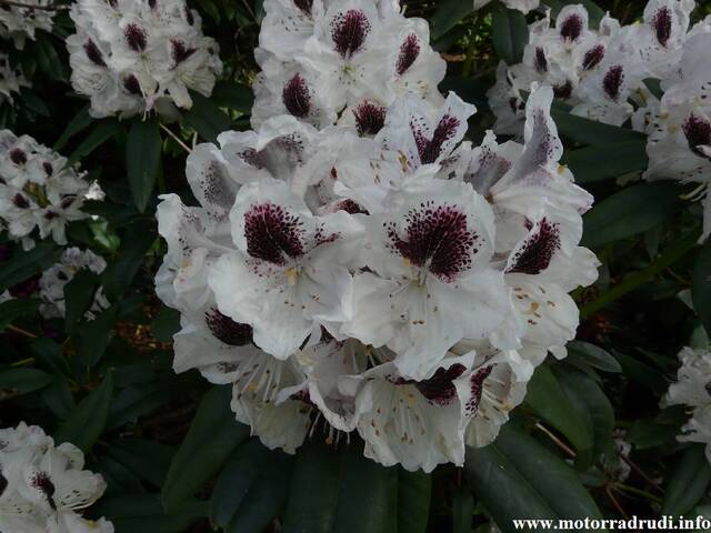 17Rhododendron200509.JPG