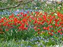17Tulpen060409.JPG