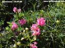 18Alpenrosen190708.JPG
