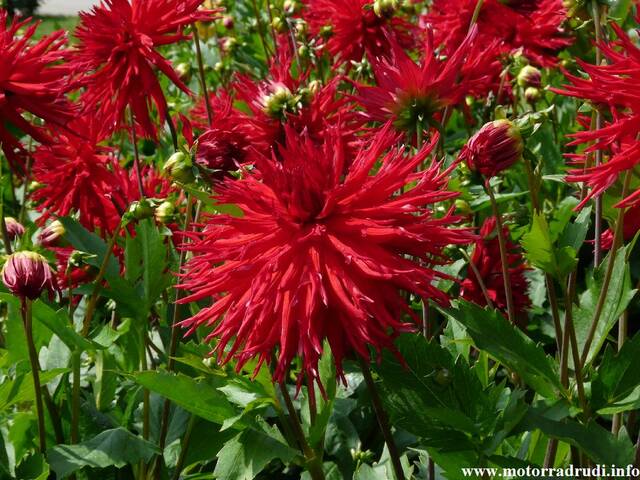 18Dahlien260808.JPG