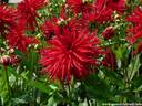 18Dahlien260808.JPG
