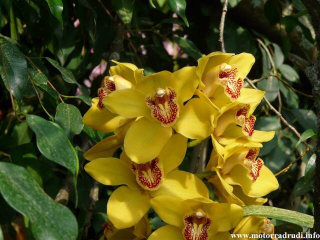 18Orchidee060409.JPG