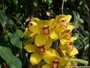 18Orchidee060409.JPG