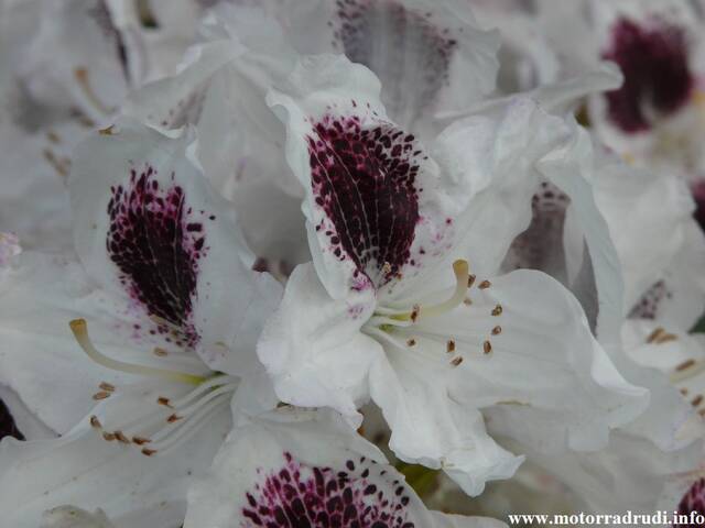18Rhododendron200509.JPG