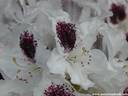 18Rhododendron200509.JPG