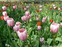 18Tulpen240409.JPG