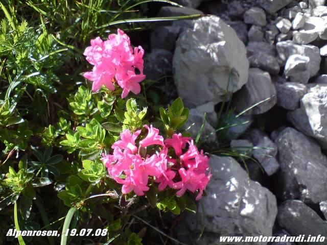 19Alpenrosen190708.JPG