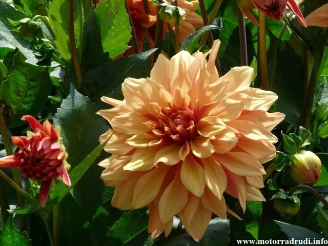 19Dahlien260808.JPG