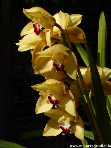 19Orchidee060409.JPG