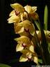 19Orchidee060409.JPG