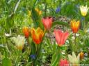 19Tulpen060409.JPG