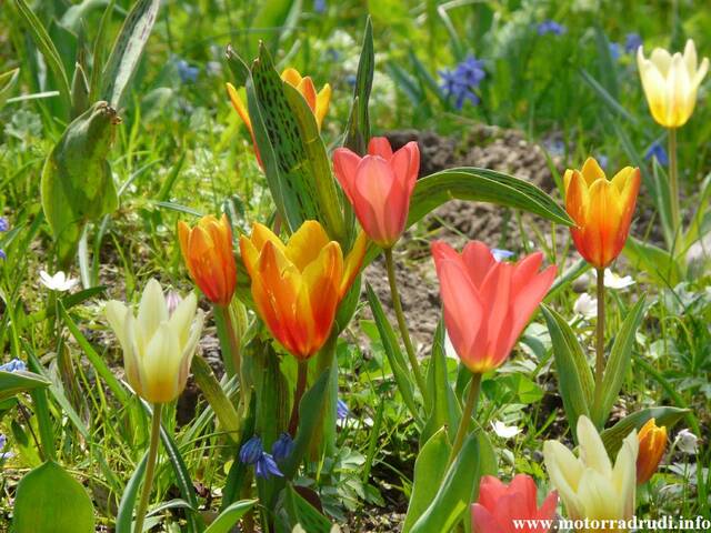 19Tulpen060409.JPG