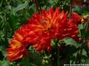 20Dahlien260808.JPG