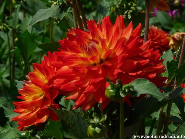 20Dahlien260808.JPG