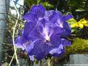20Orchidee170407.JPG