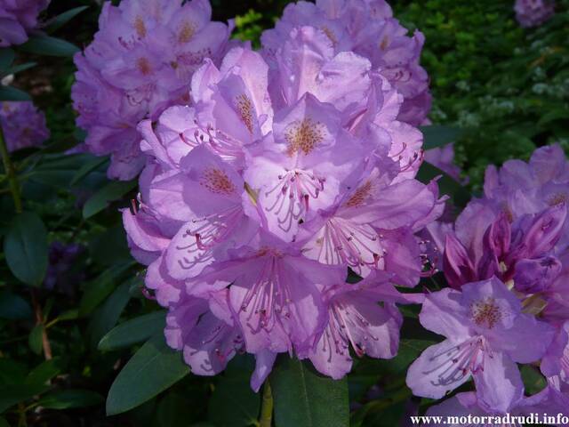 20Rhododendron200509.JPG