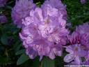 20Rhododendron200509.JPG