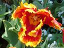 20Tulpen240409.JPG