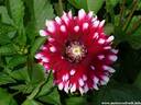 21Dahlie260808.JPG