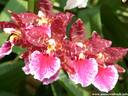 21Orchidee060409.JPG