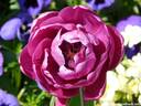 21Tulpen240409.JPG