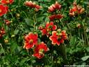22Dahlien260808.JPG
