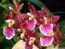 22Orchidee060409.JPG
