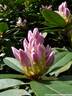 22Rhododendron200509.JPG