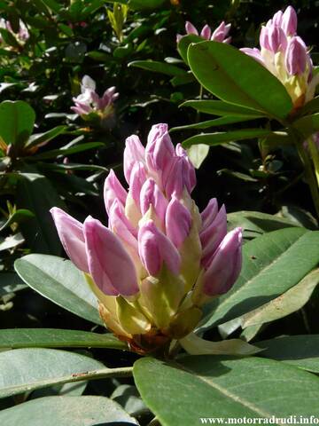 22Rhododendron200509.JPG