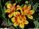 22Tulpen240409.JPG