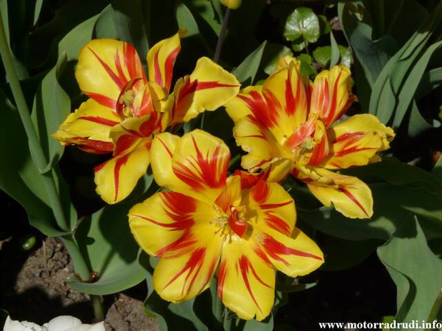 22Tulpen240409.JPG