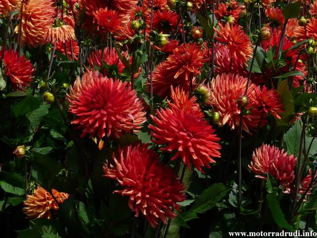 23Dahlien260808.JPG