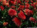 23Dahlien260808.JPG