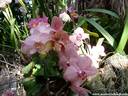 23Orchidee240409.JPG
