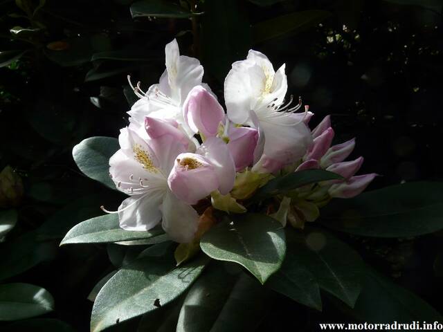 23Rhododendron200509.JPG