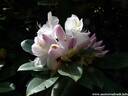 23Rhododendron200509.JPG