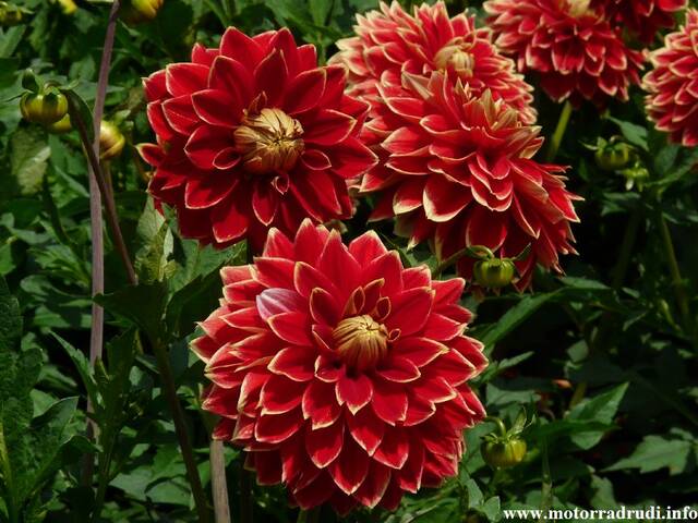 24Dahlien260808.JPG