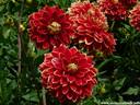 24Dahlien260808.JPG