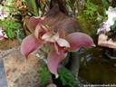 24Orchidee240409.JPG